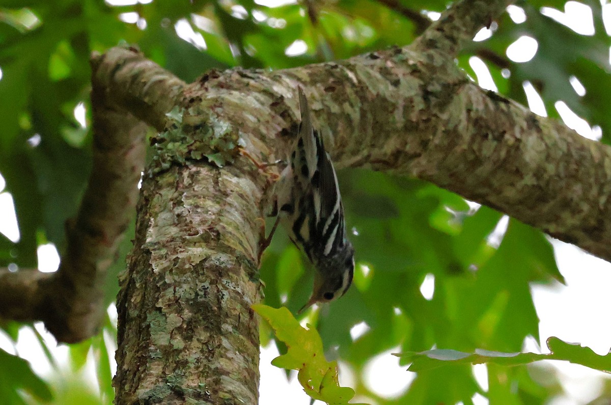 Black-and-white Warbler - ML622265264