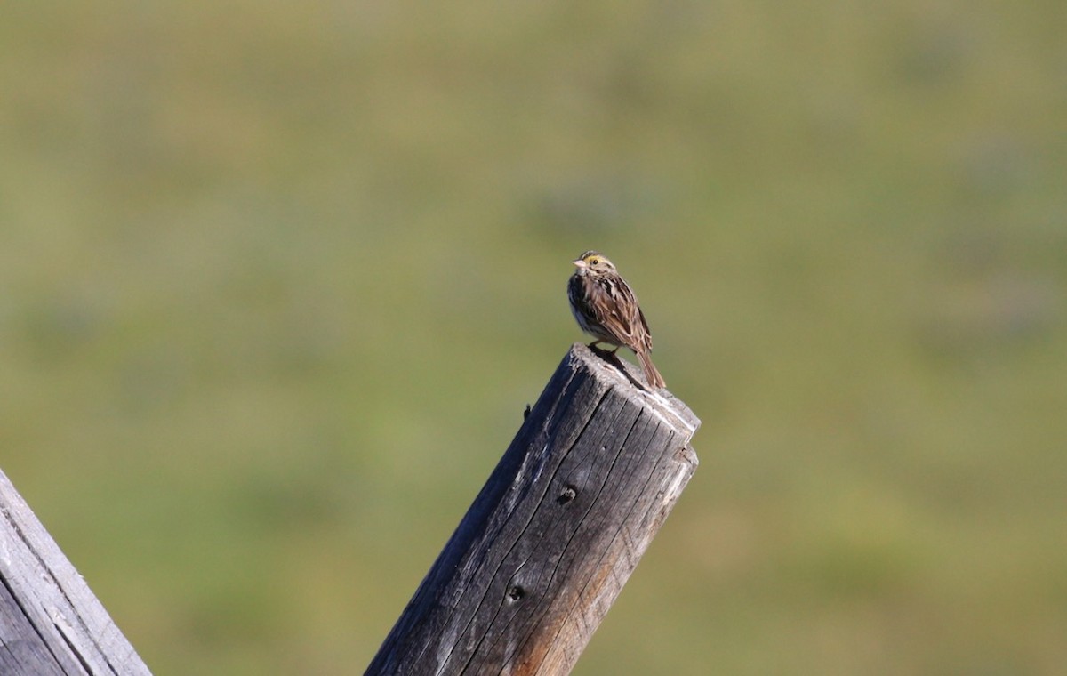 Savannah Sparrow - ML622265272