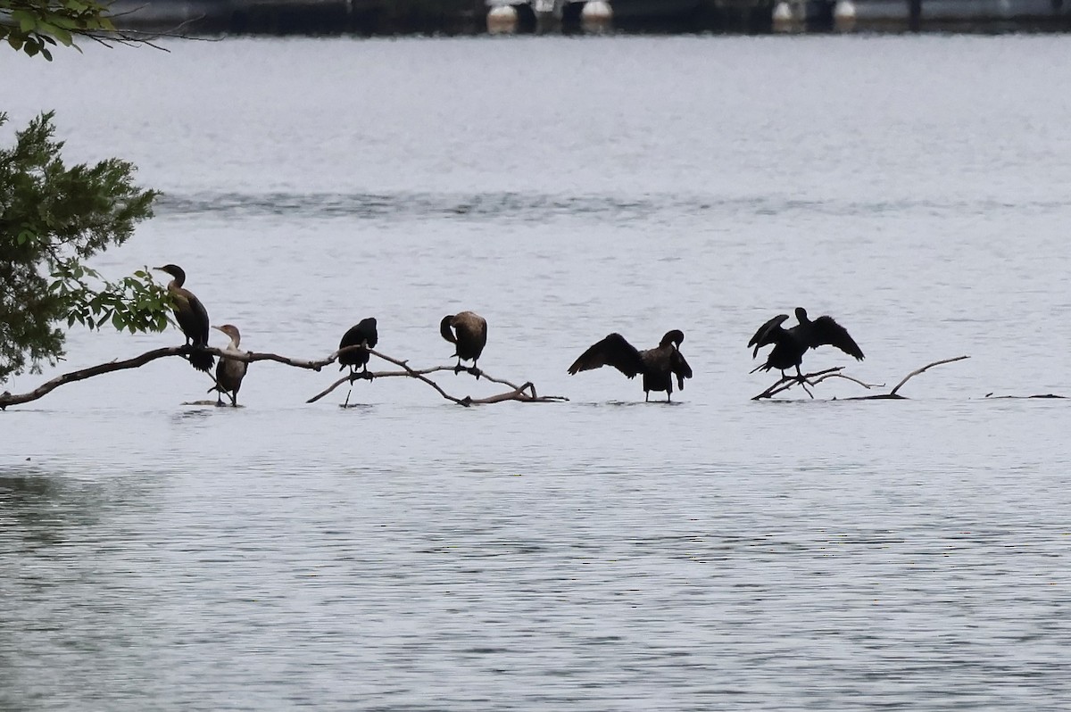 Double-crested Cormorant - ML622265292