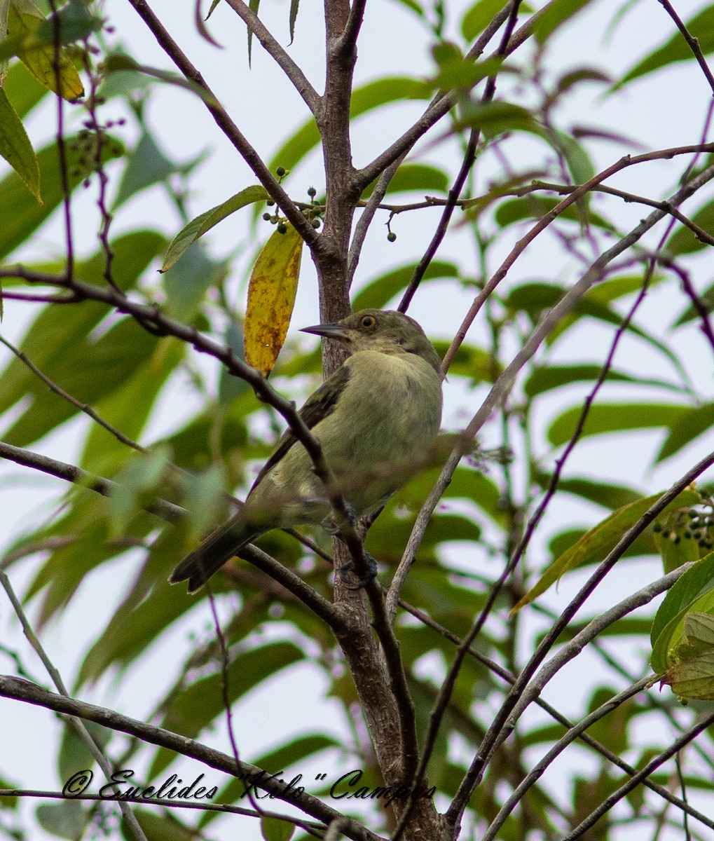 Viridian Dacnis - Euclides "Kilo" Campos