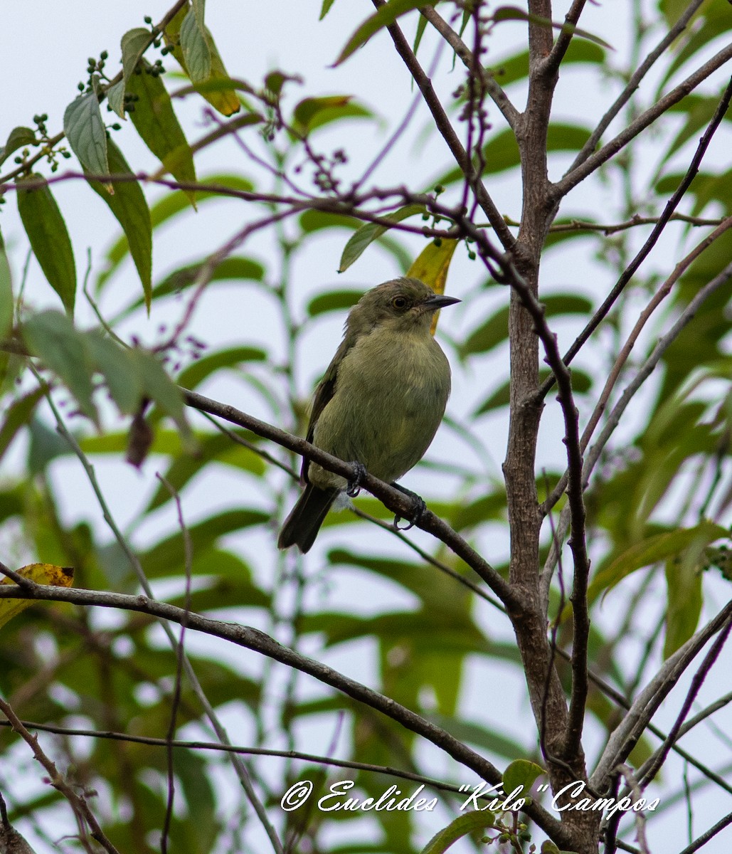 Viridian Dacnis - ML622265403