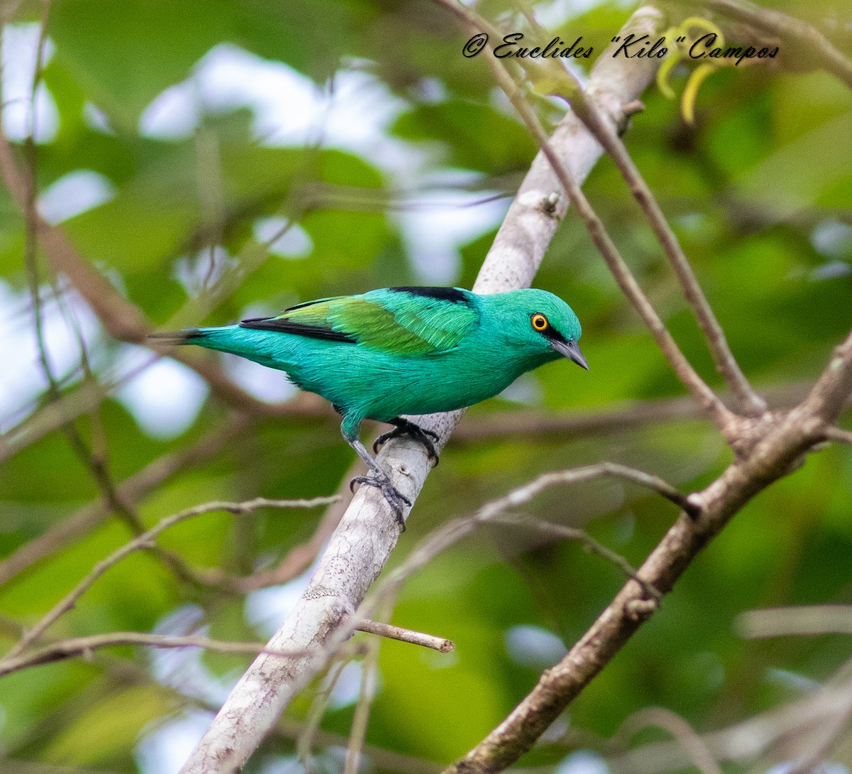 Viridian Dacnis - ML622265404