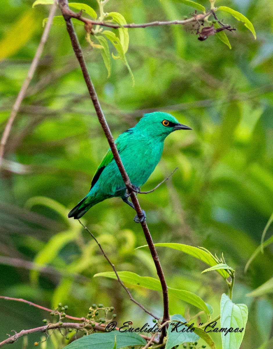 Viridian Dacnis - ML622265407