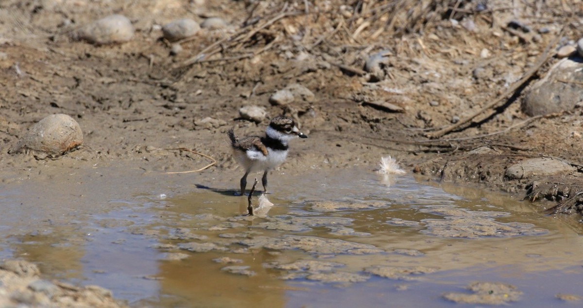 Killdeer - ML622265492