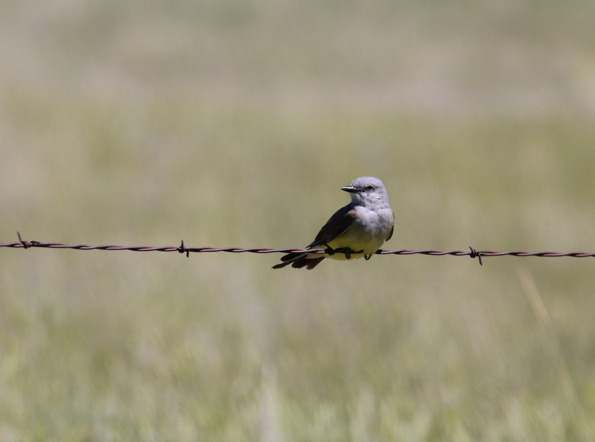 Western Kingbird - ML622265501