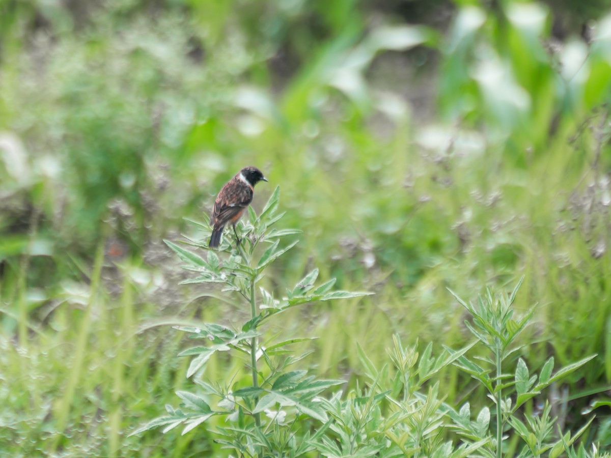 Siberian Stonechat - Lynne Hertzog