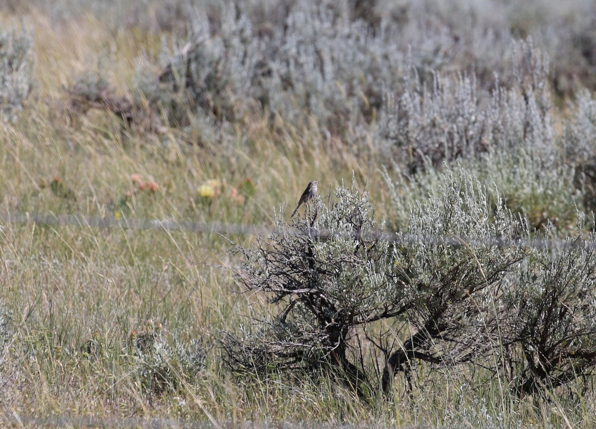 Brewer's Sparrow - ML622265529