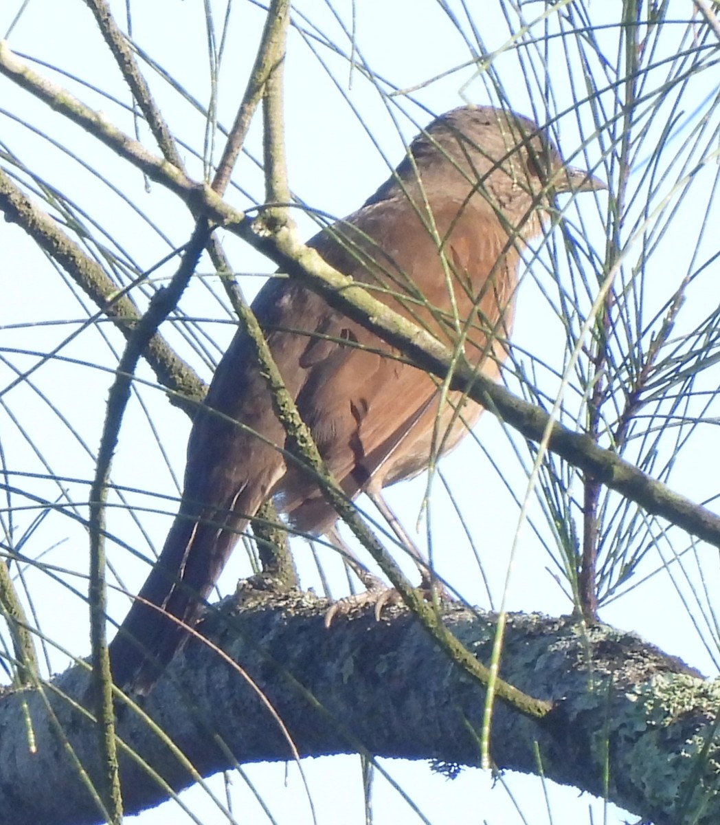 Pale-breasted Thrush - ML622265547