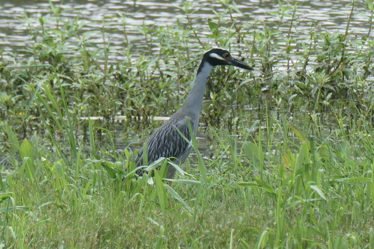 Yellow-crowned Night Heron - ML622265550