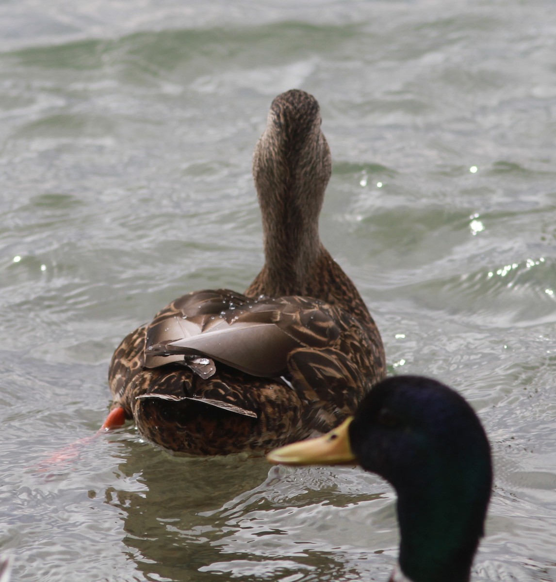 Mallard/Mexican Duck - David Vander Pluym