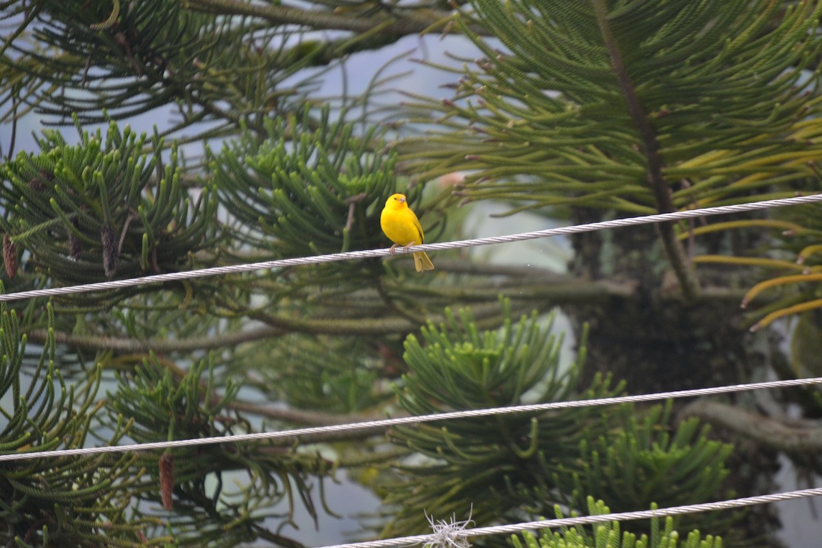 Saffron Finch - ML622265680