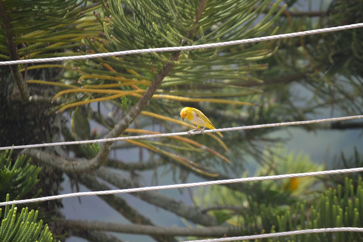 Saffron Finch - ML622265692