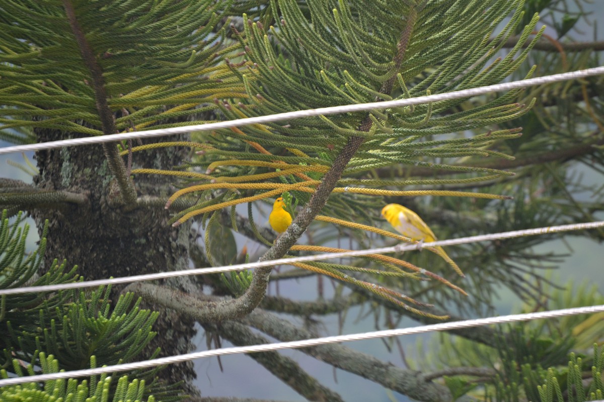 Saffron Finch - Miguel Arcángel García Pardo