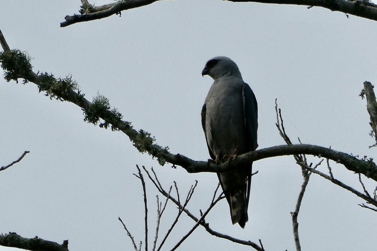 Mississippi Kite - ML622265709