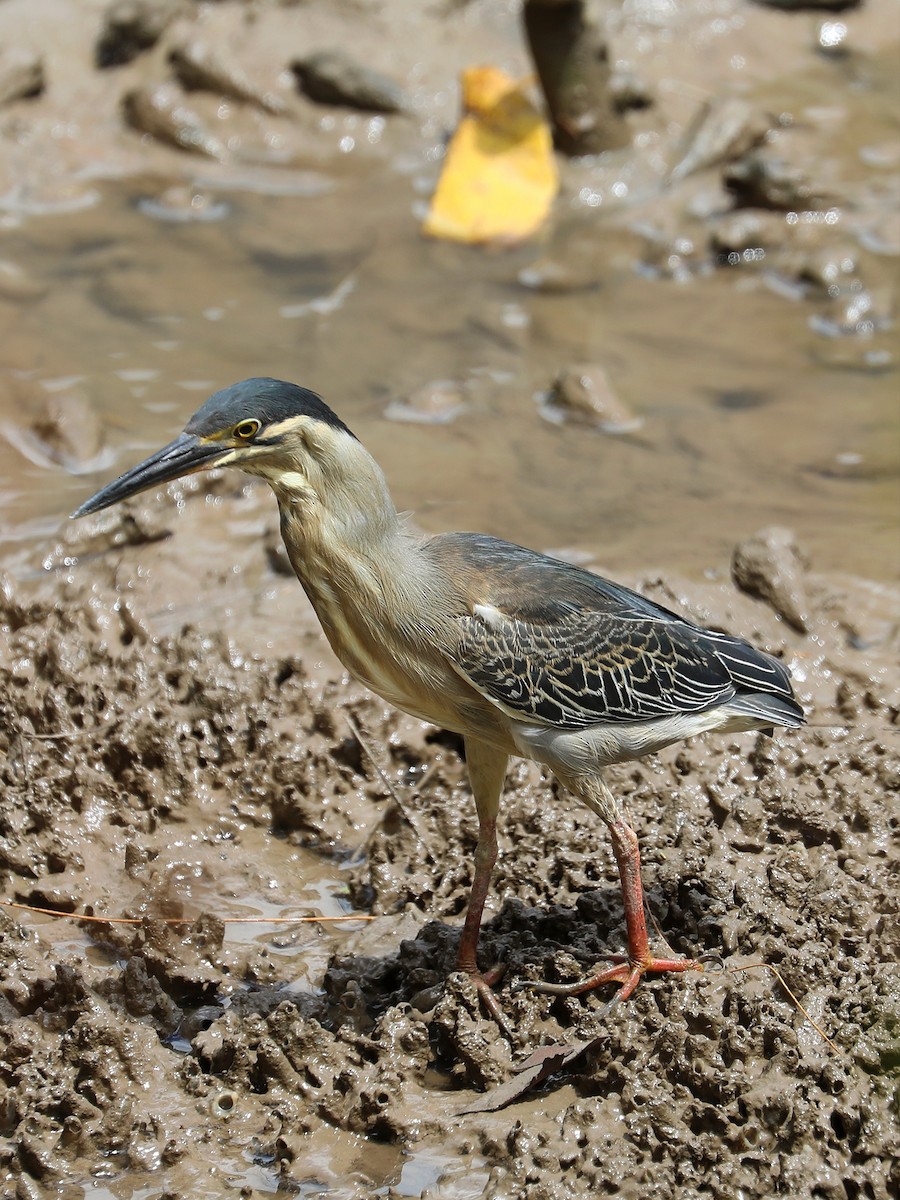 Striated Heron - ML622265769