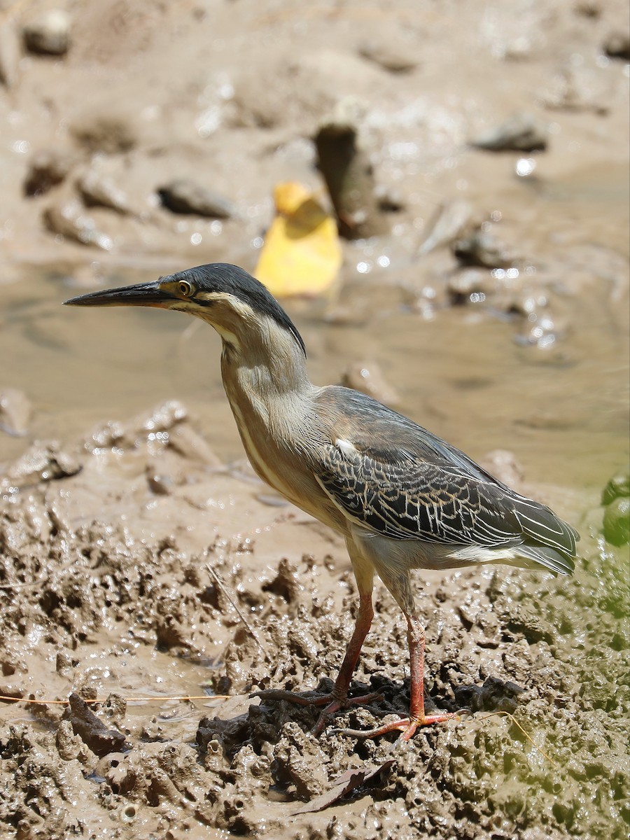 Striated Heron - ML622265770