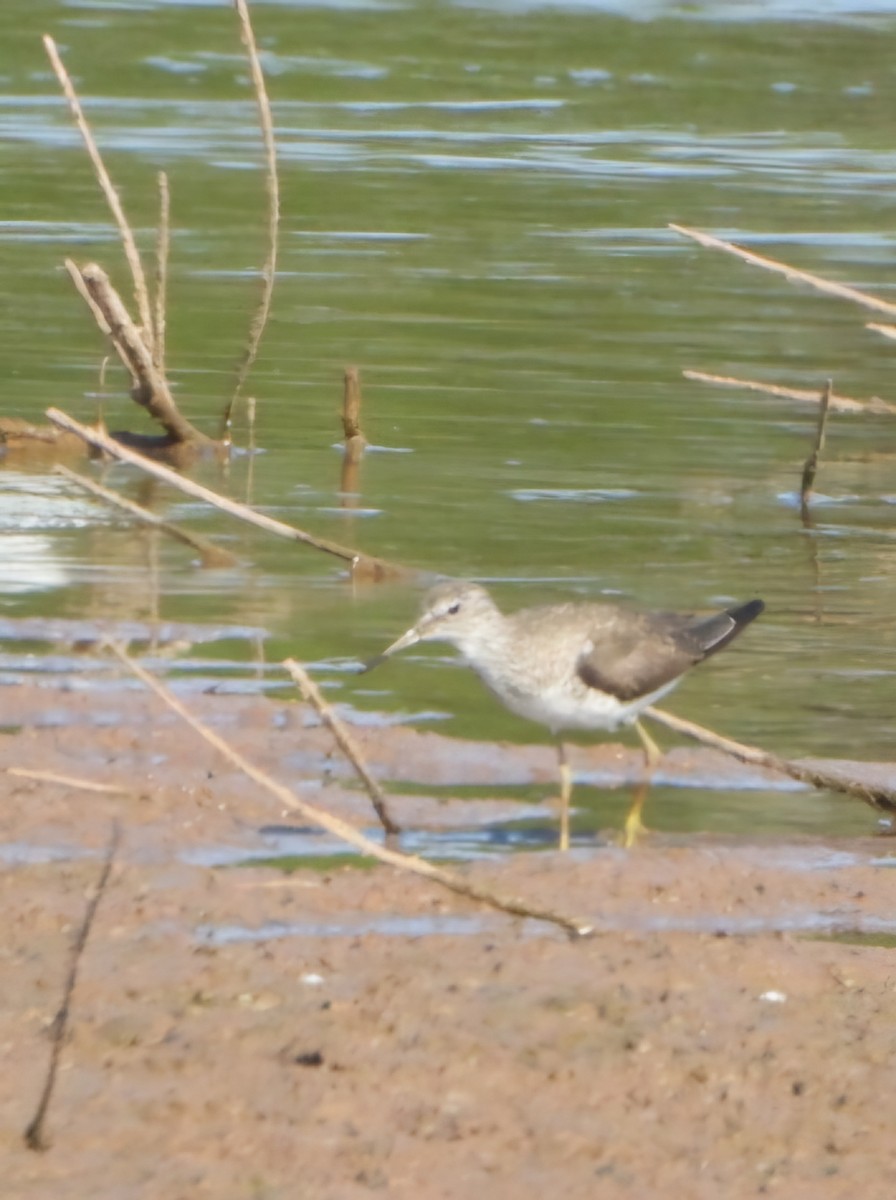 Solitary Sandpiper - Randy Ison