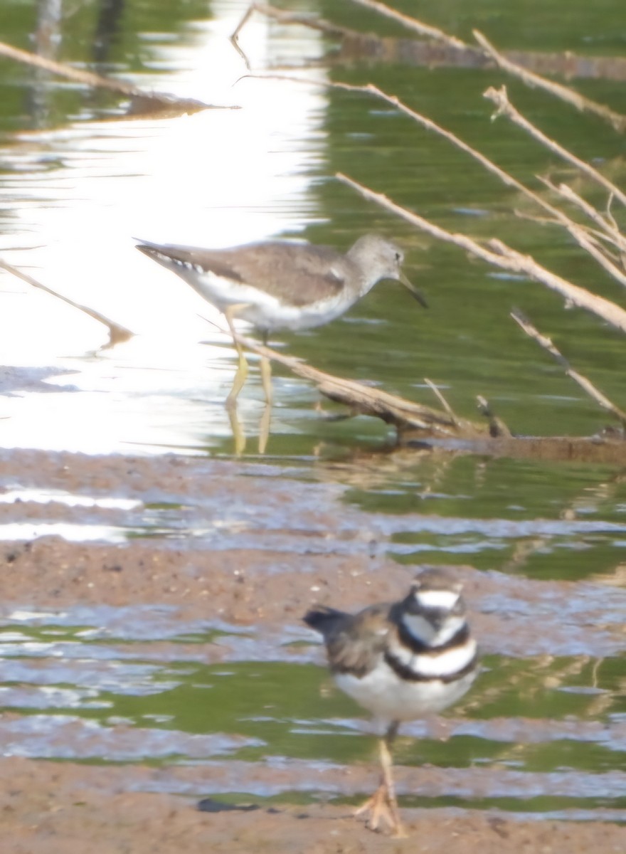 Solitary Sandpiper - ML622265788