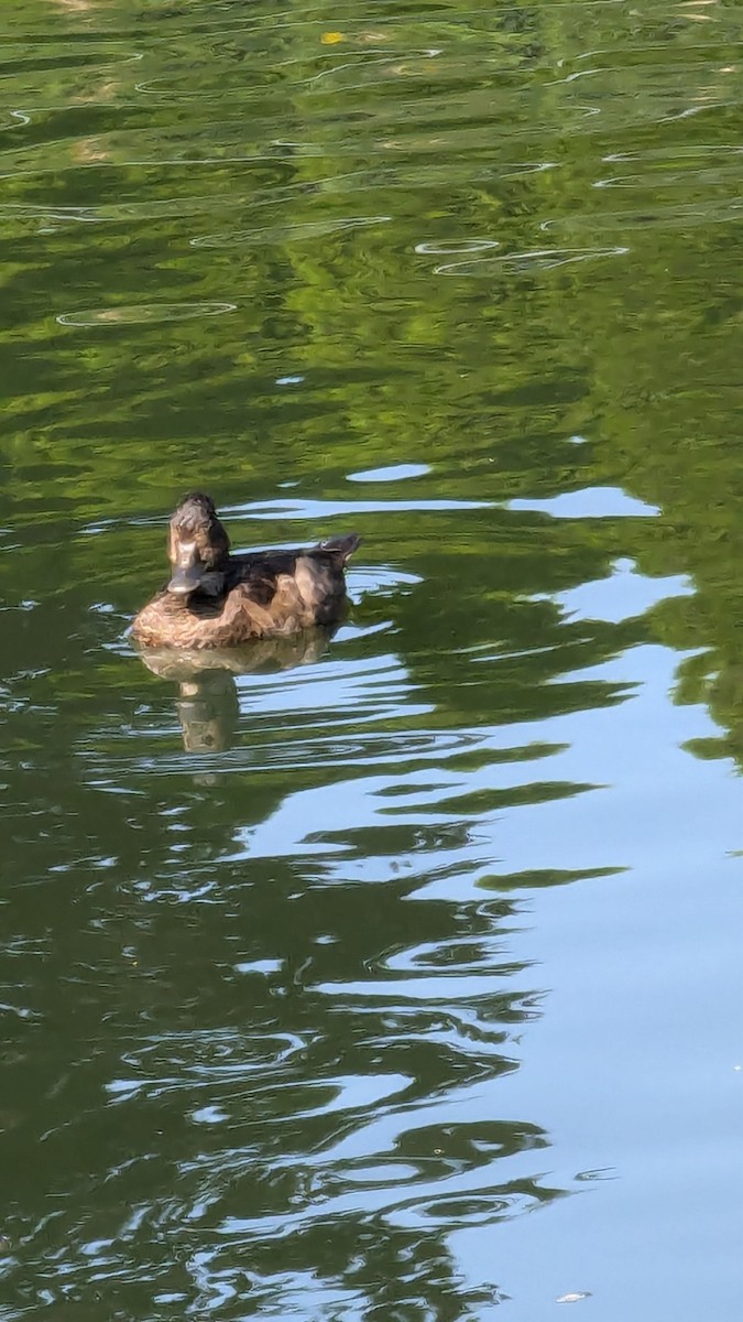 Lesser Scaup - ML622265790