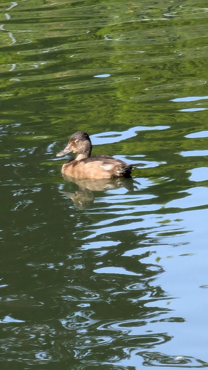 Lesser Scaup - ML622265791