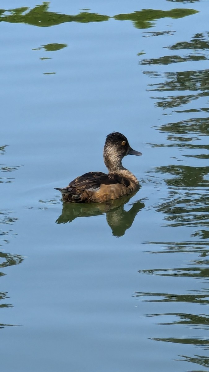 Lesser Scaup - ML622265792