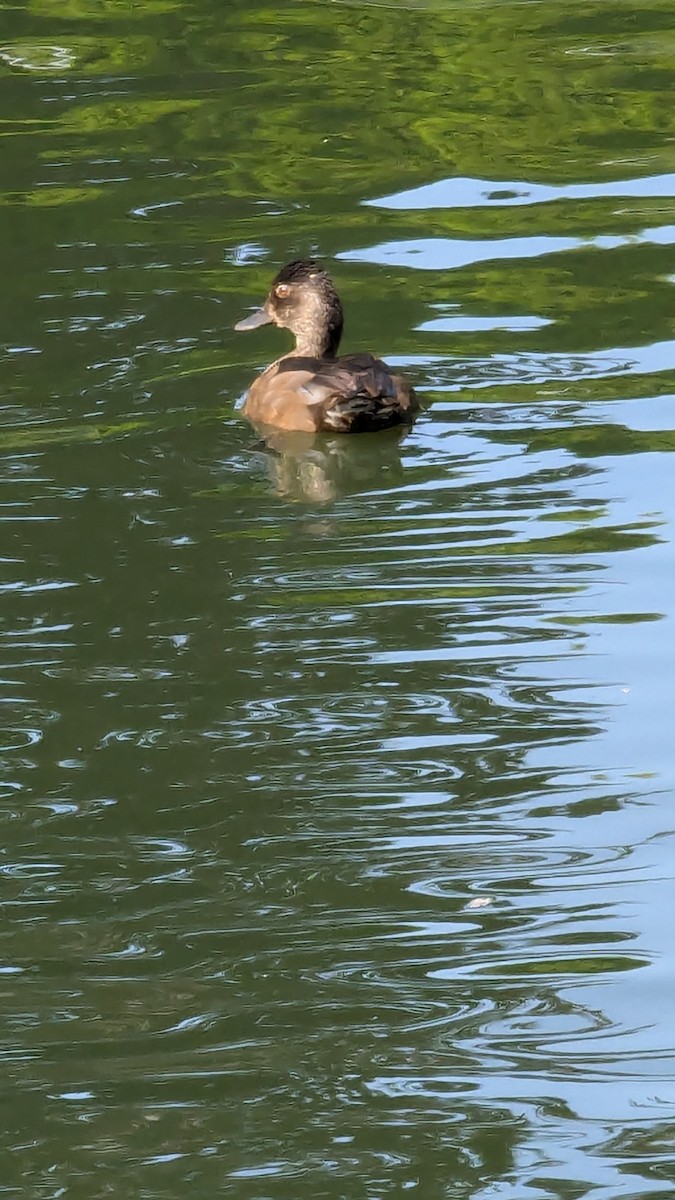 Lesser Scaup - ML622265793