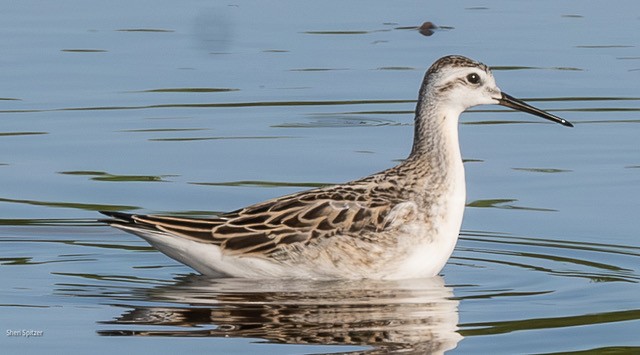 Wilson's Phalarope - ML622265794