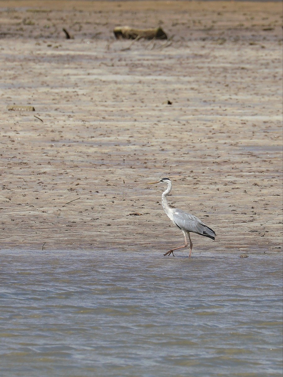 Gray Heron - ML622265795