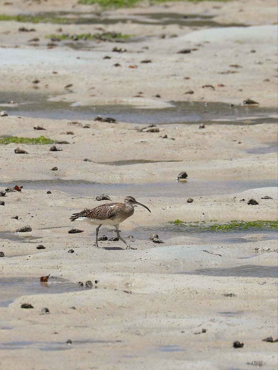 Whimbrel - Matthias Alberti