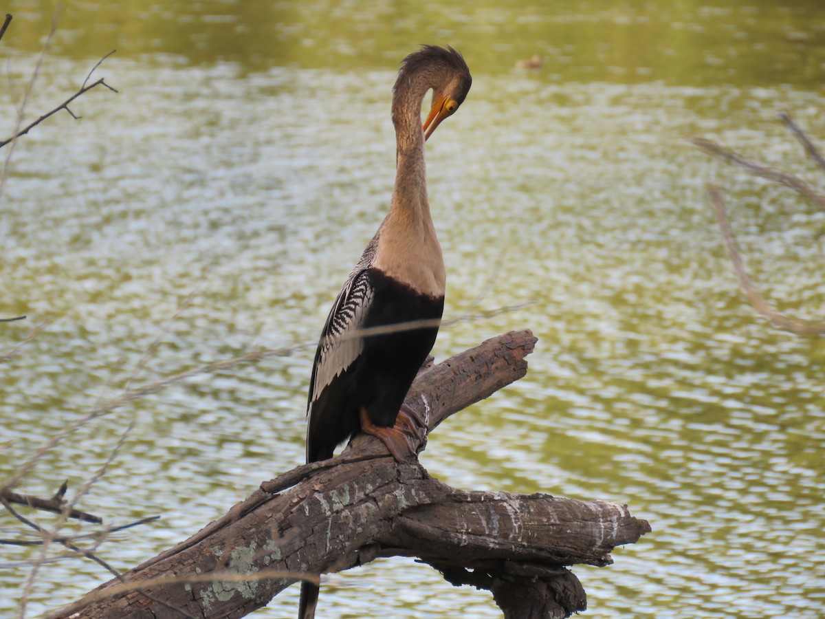 Anhinga - ML622265803