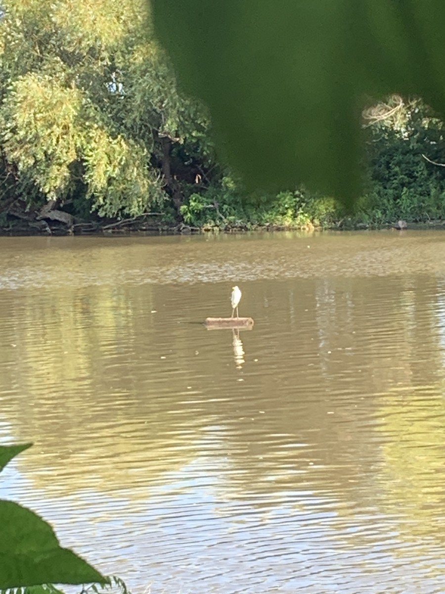 Great Egret - ML622265805