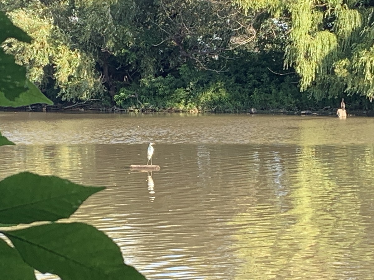 Great Egret - ML622265806