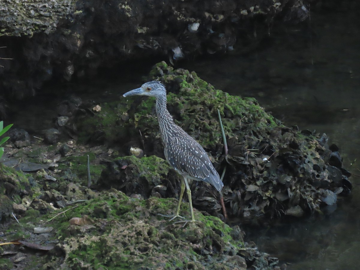 Yellow-crowned Night Heron - ML622265807