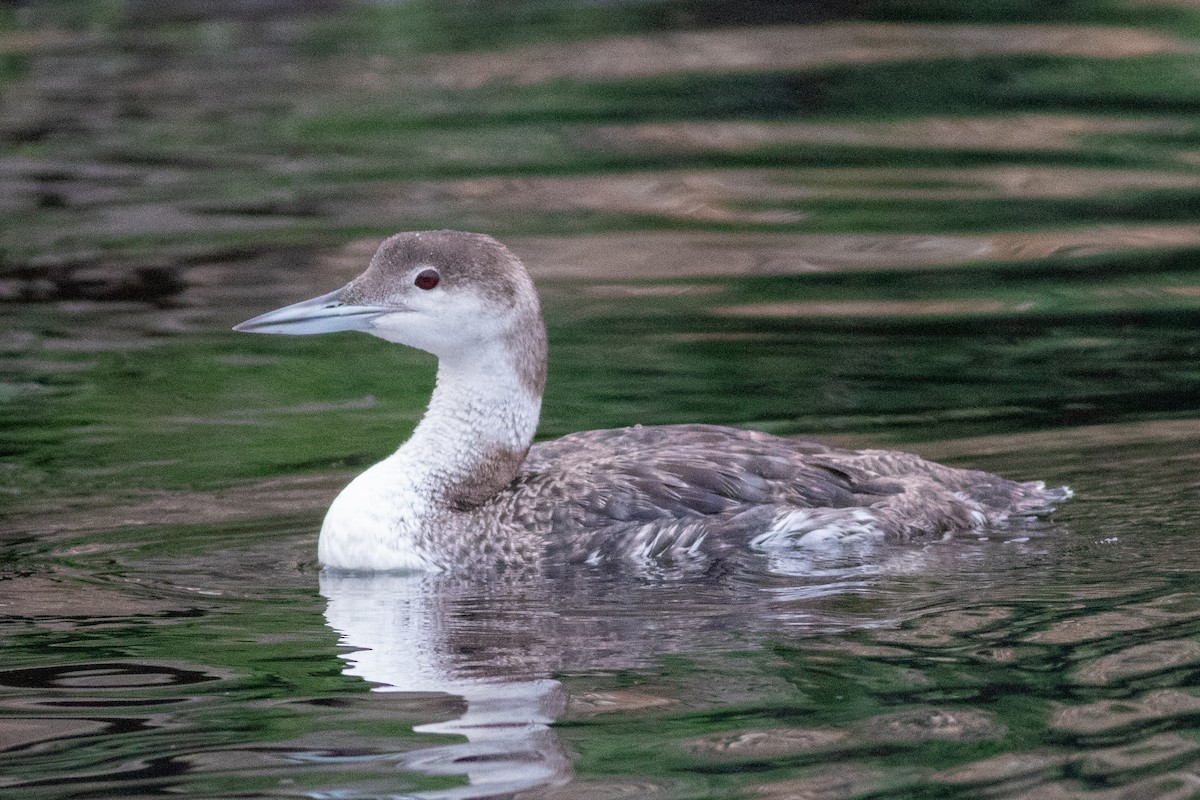 Common Loon - ML622265808