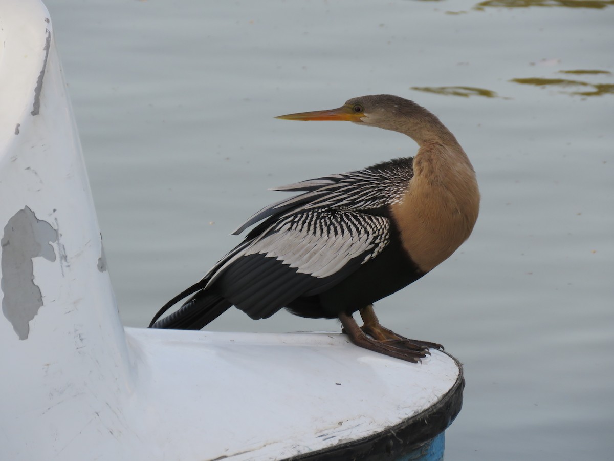 Anhinga - ML622265810