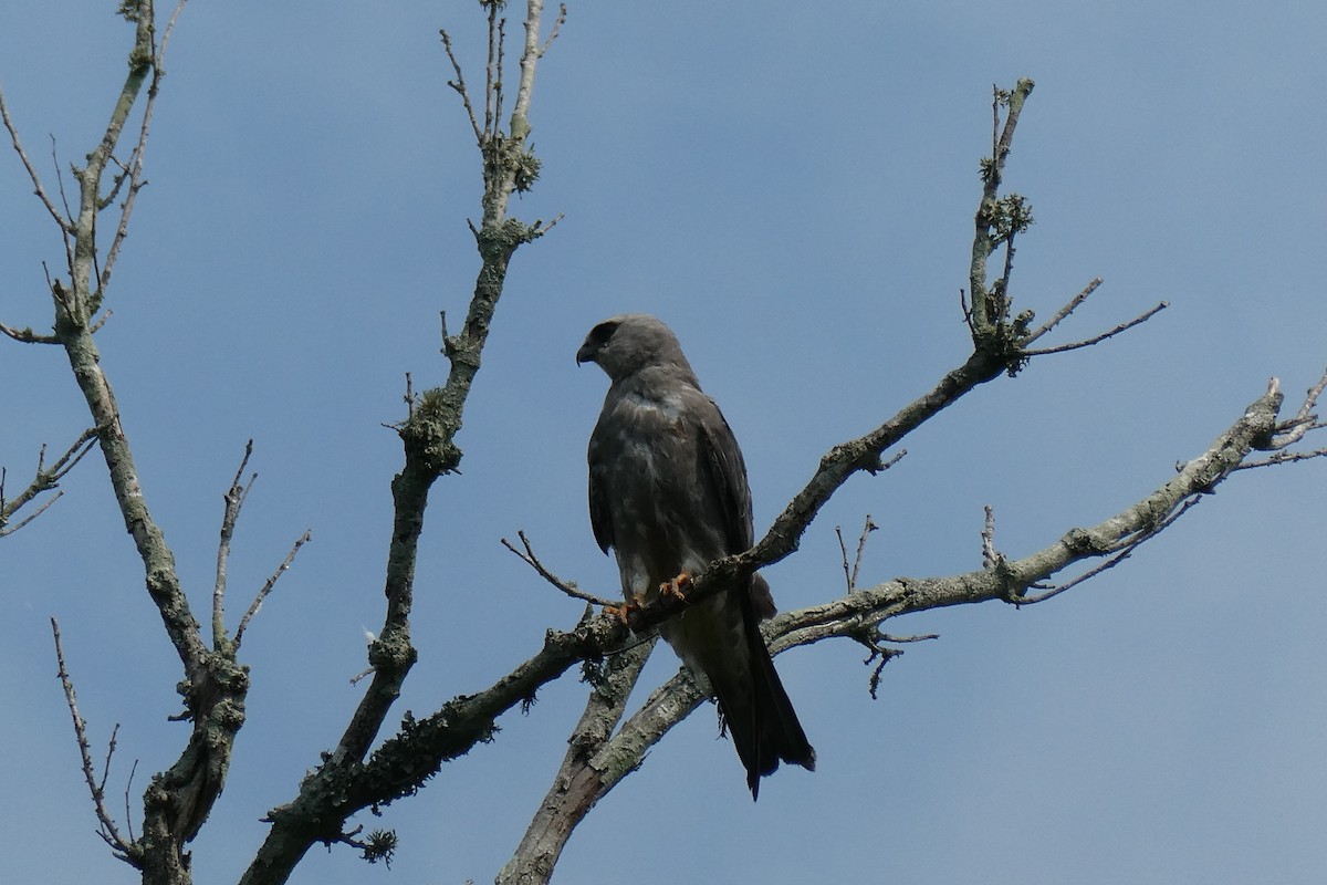 Mississippi Kite - Taylor Yarborough