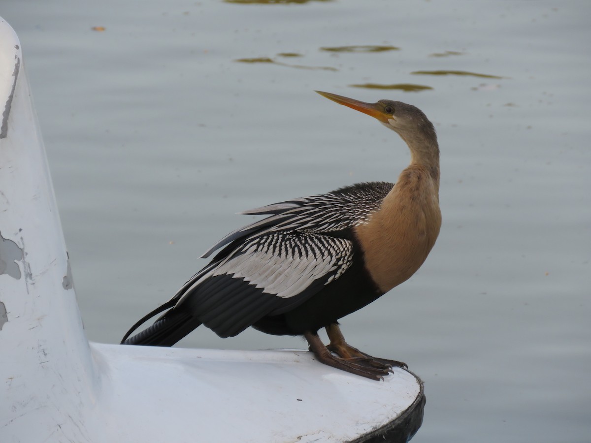 Anhinga - ML622265812