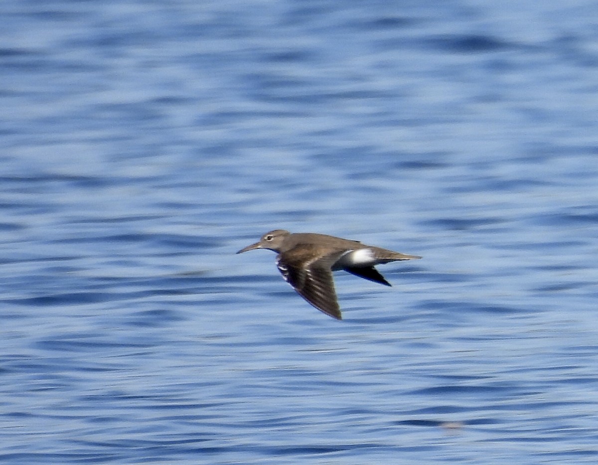 Spotted Sandpiper - ML622265813