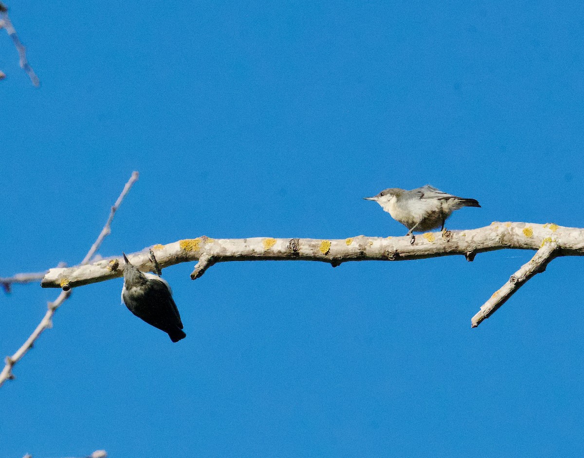 Pygmy Nuthatch - ML622265815