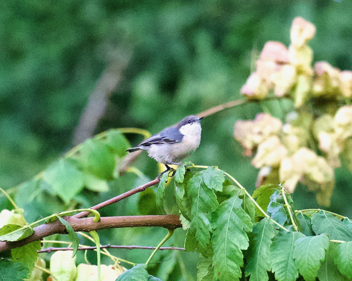 Pygmy Nuthatch - ML622265818