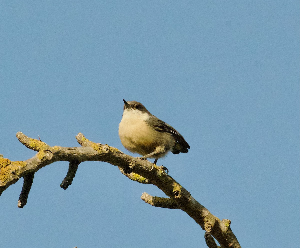 Pygmy Nuthatch - ML622265819