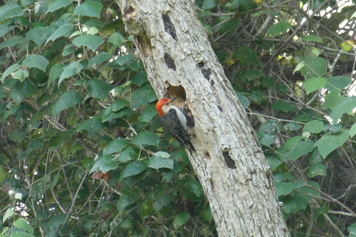 Red-bellied Woodpecker - ML622265841