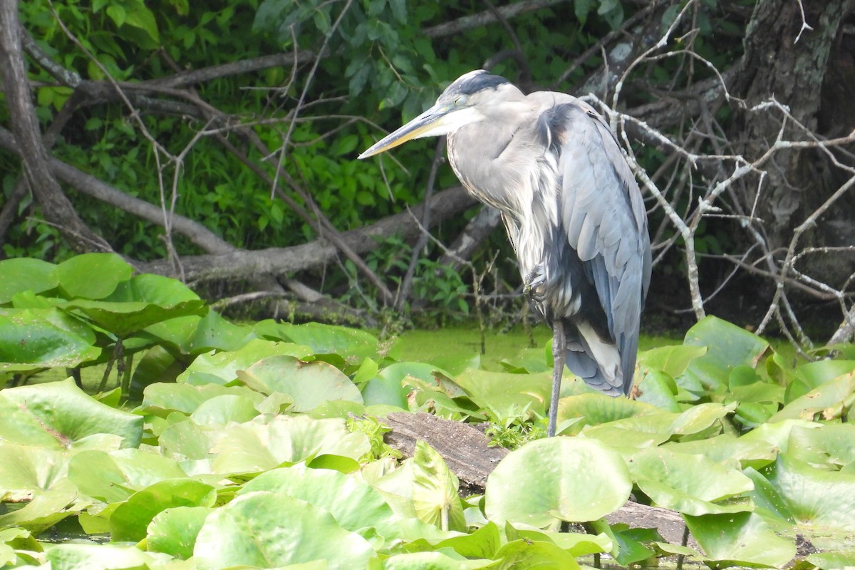 Great Blue Heron - ML622265866