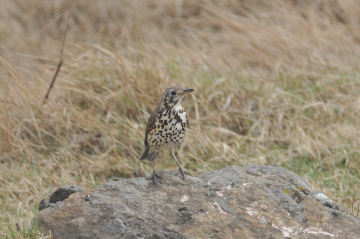 Ethiopian Thrush - ML622265894