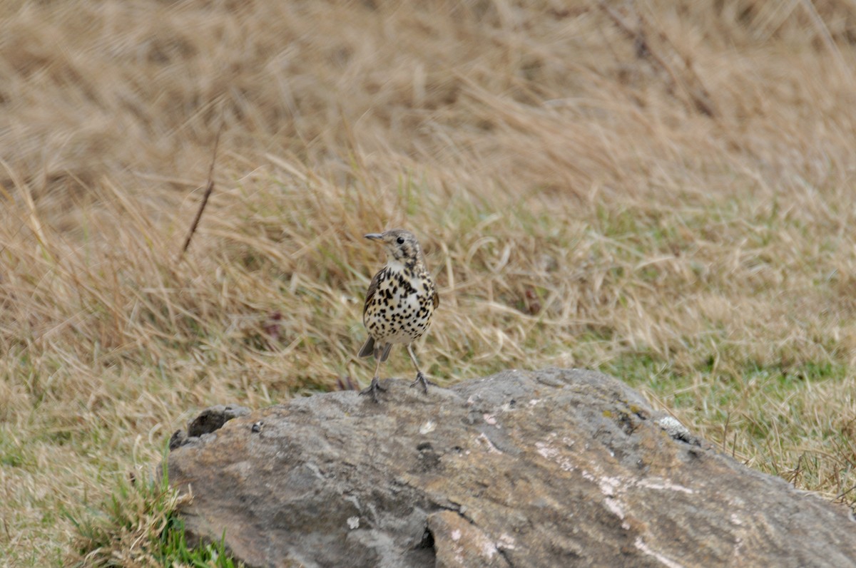 Ethiopian Thrush - ML622265895