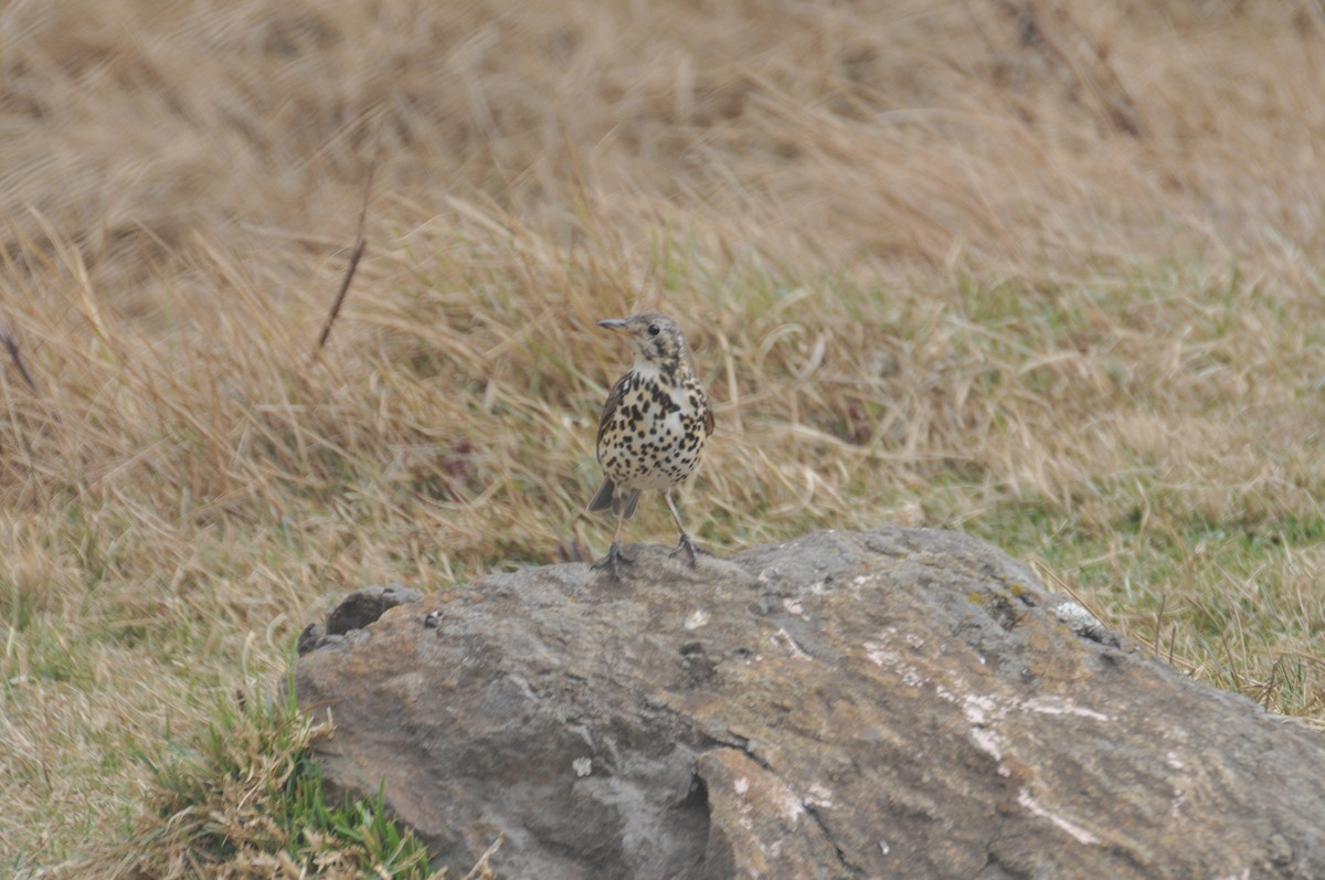 Ethiopian Thrush - ML622265896