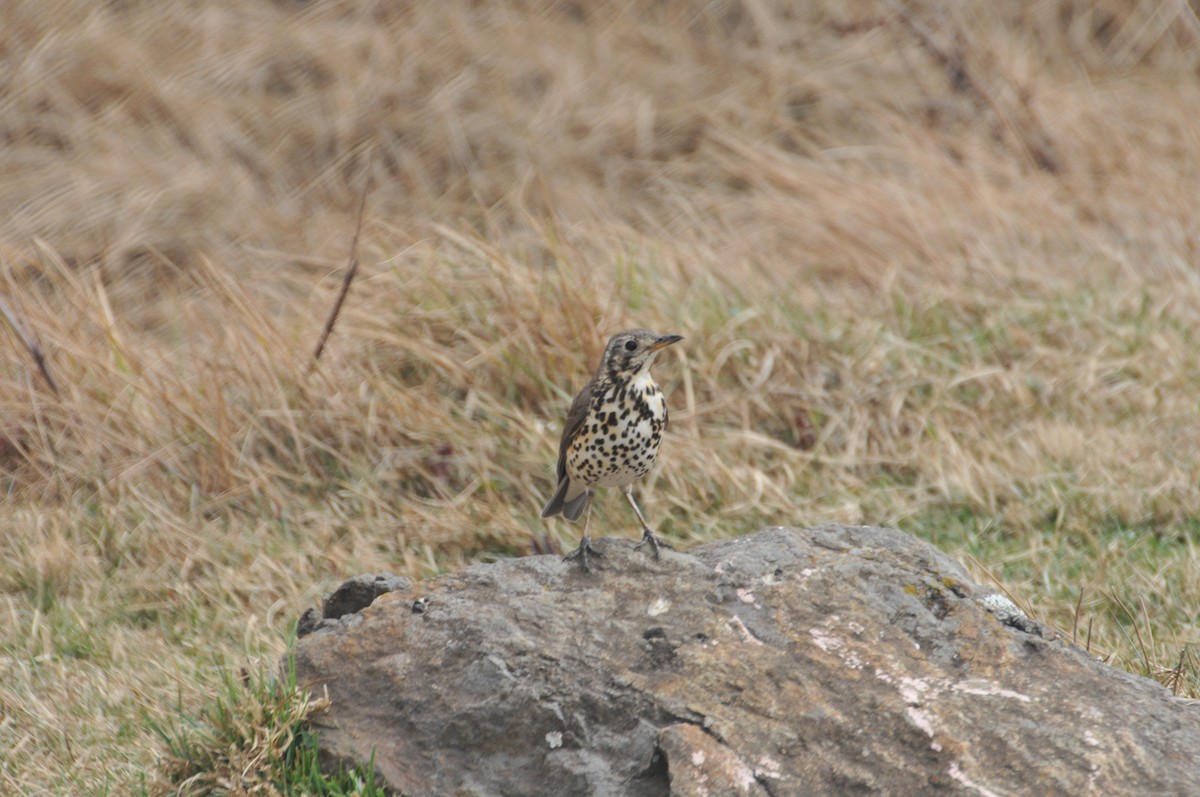 Ethiopian Thrush - ML622265897