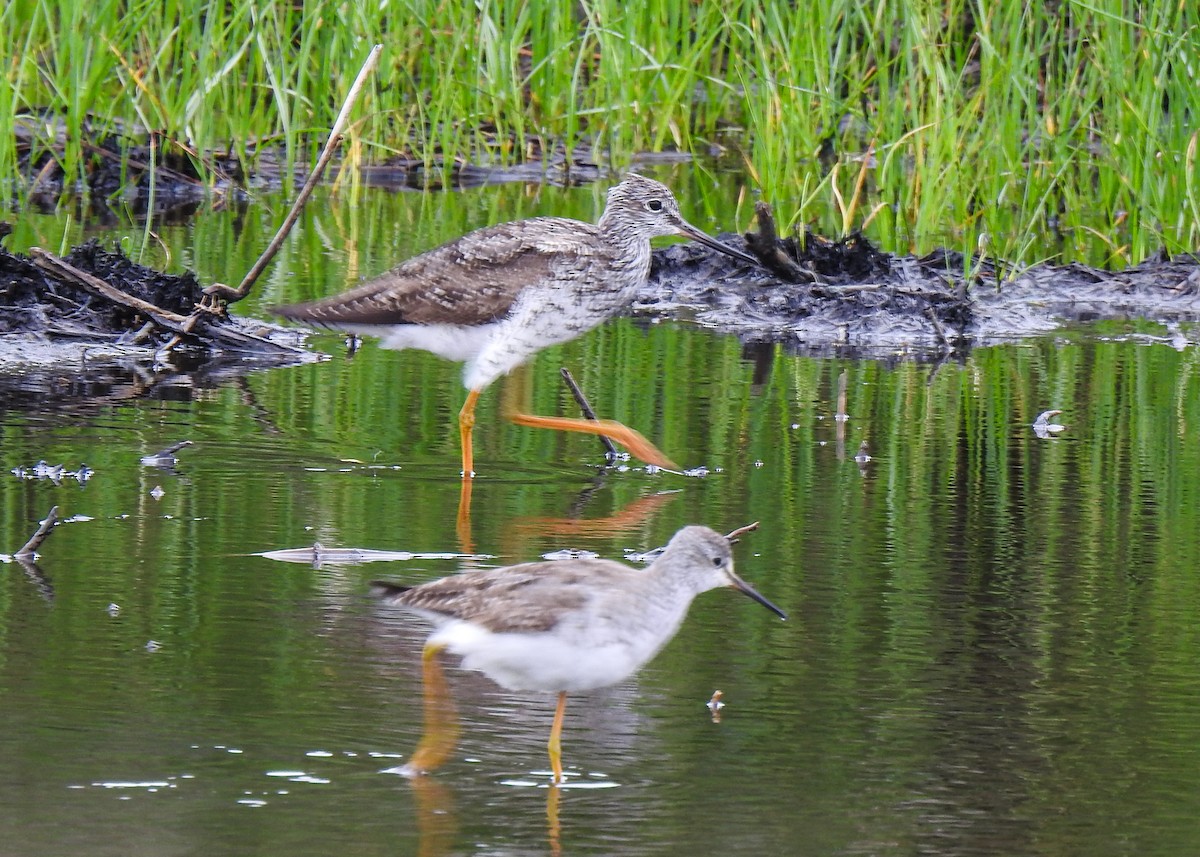 Greater Yellowlegs - Betsy McCully