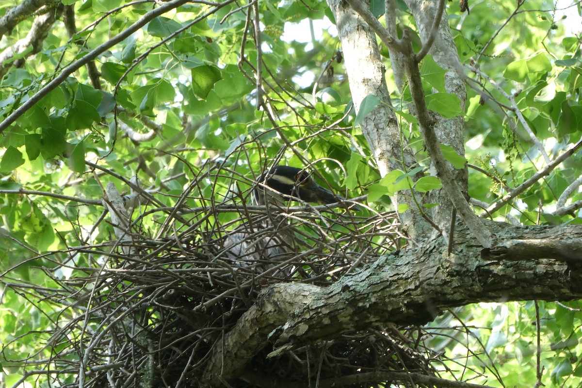 Yellow-crowned Night Heron - ML622265927