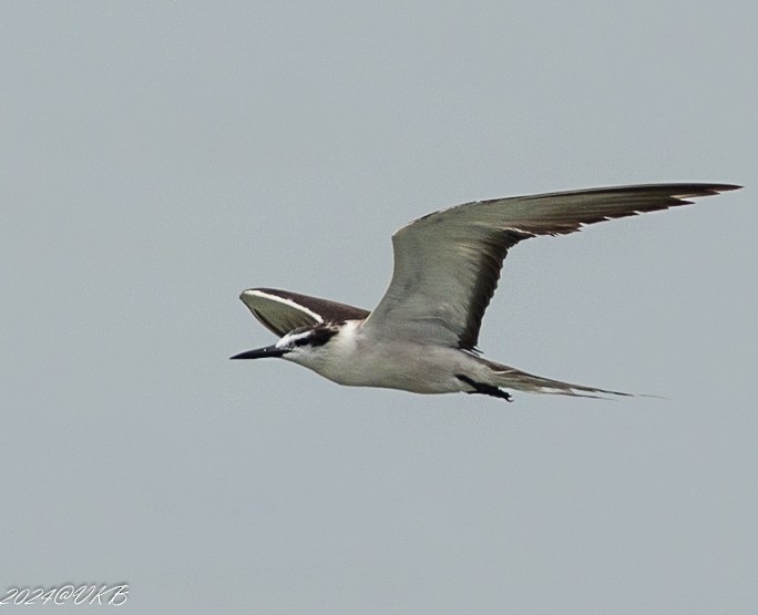 Bridled Tern - Balagopal VK